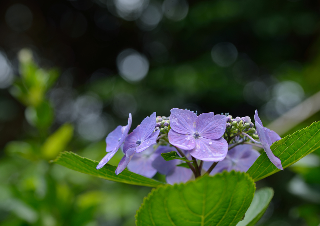 白い蛍と紫陽花