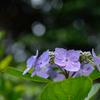 白い蛍と紫陽花