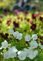 初夏の花畑