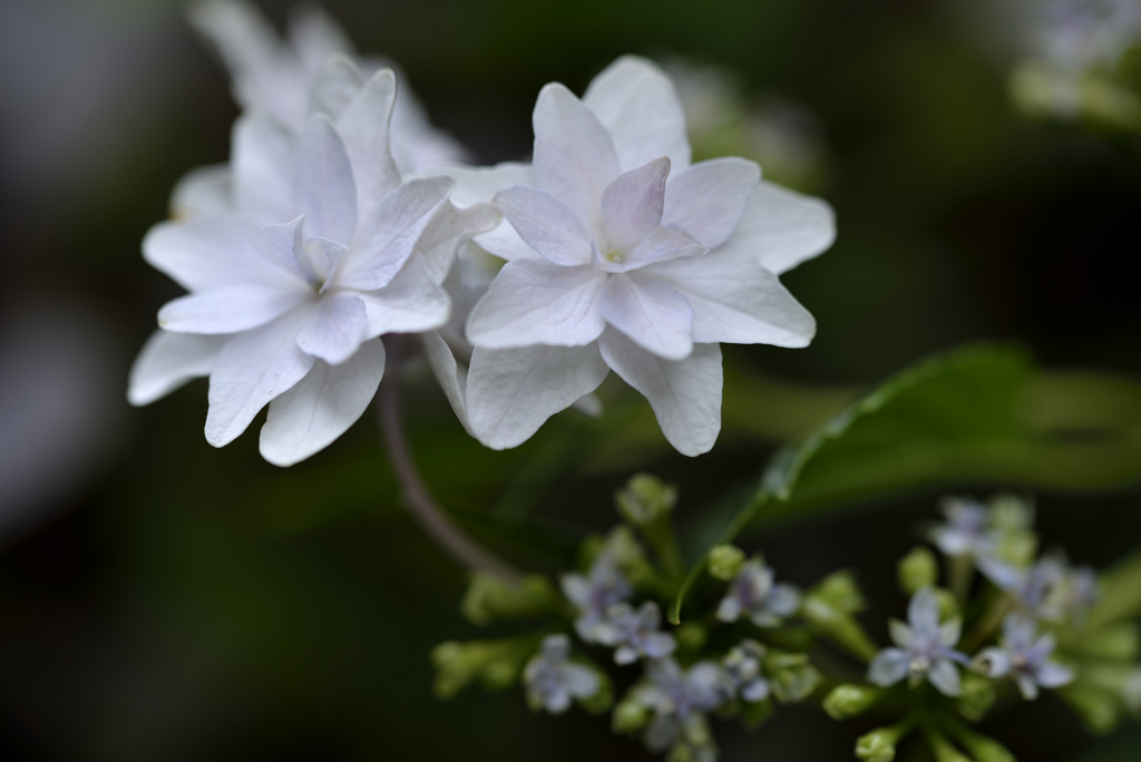 隅田の花火(紫陽花)