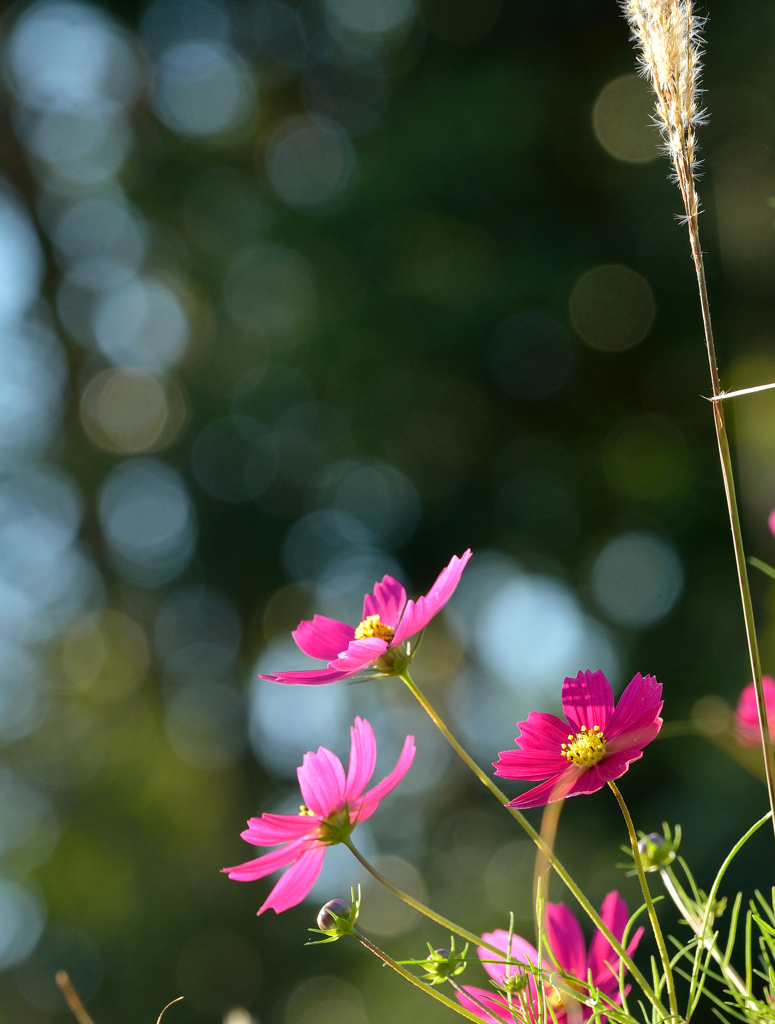 玉暈けと秋桜