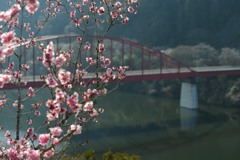 紅梅と赤い橋