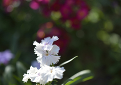 希望の白い花