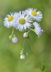 春花火