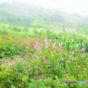 山頂の花畑
