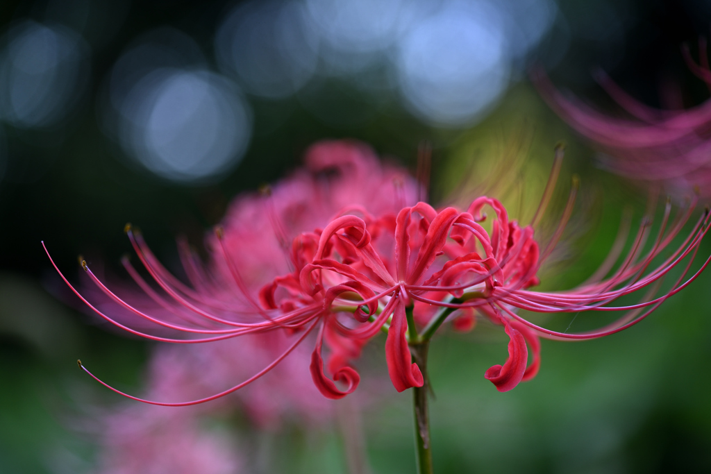 玉暈け曼珠沙華