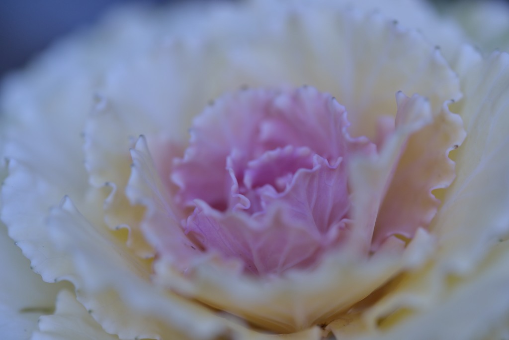 新春の花飾り