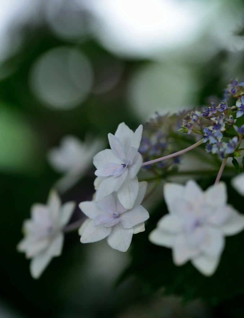 隅田の花火