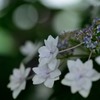 隅田の花火