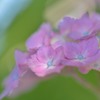 夢見る紫陽花