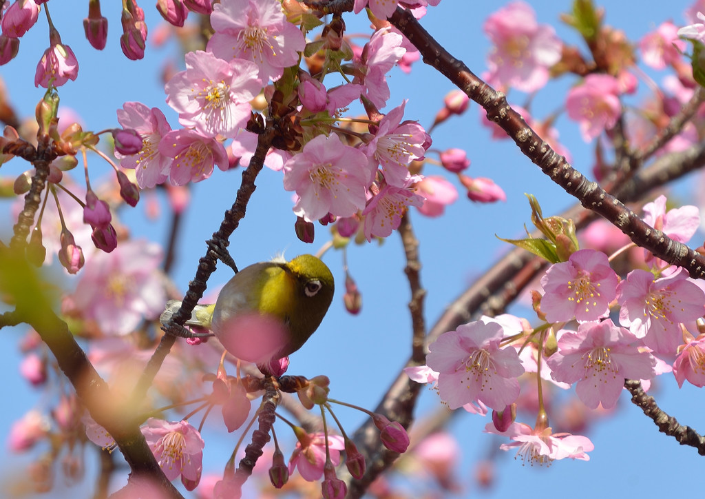 春は来たかな