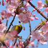 春は来たかな