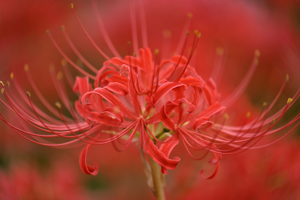 紅