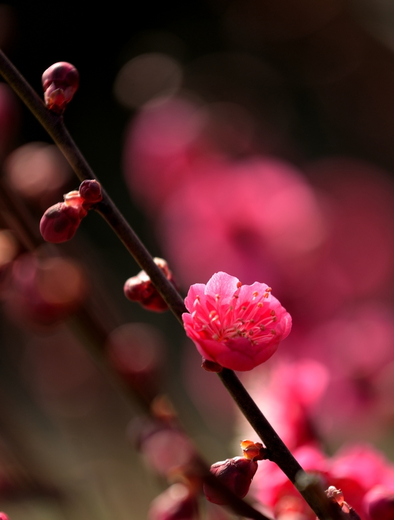 春の夢