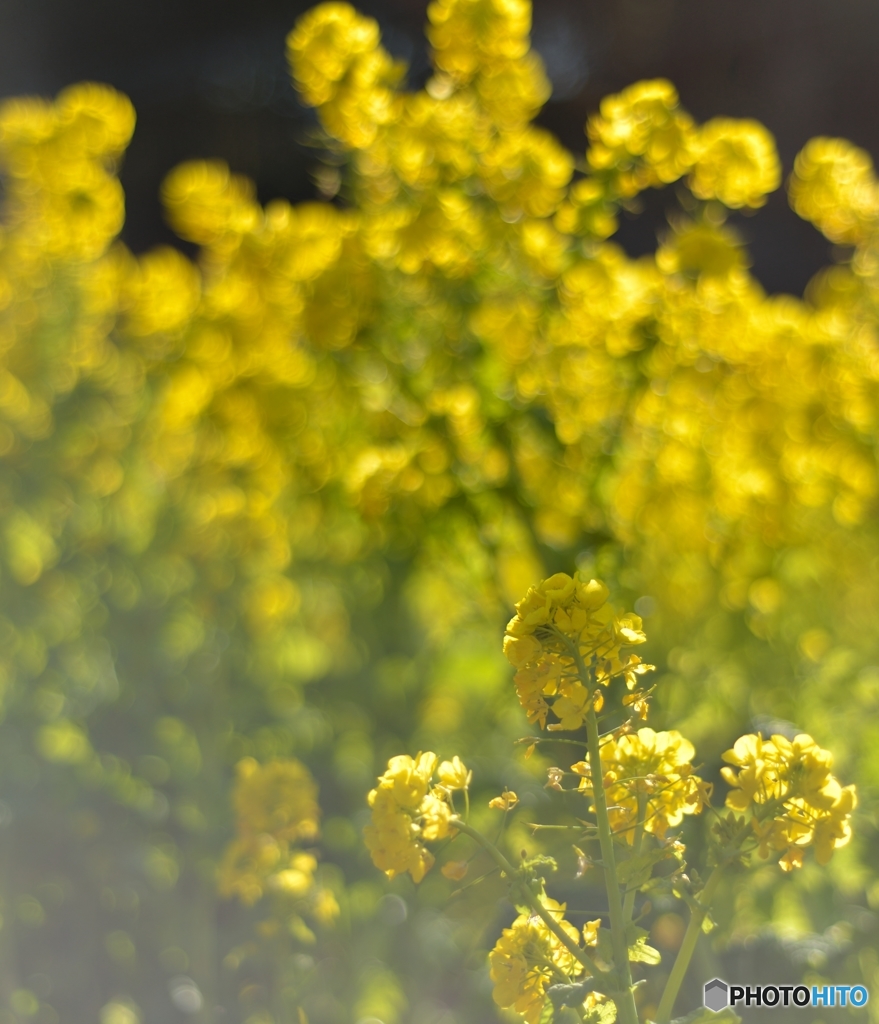 夕暮れの近づく菜の花　その3