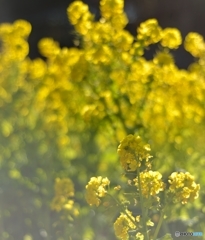 夕暮れの近づく菜の花　その3