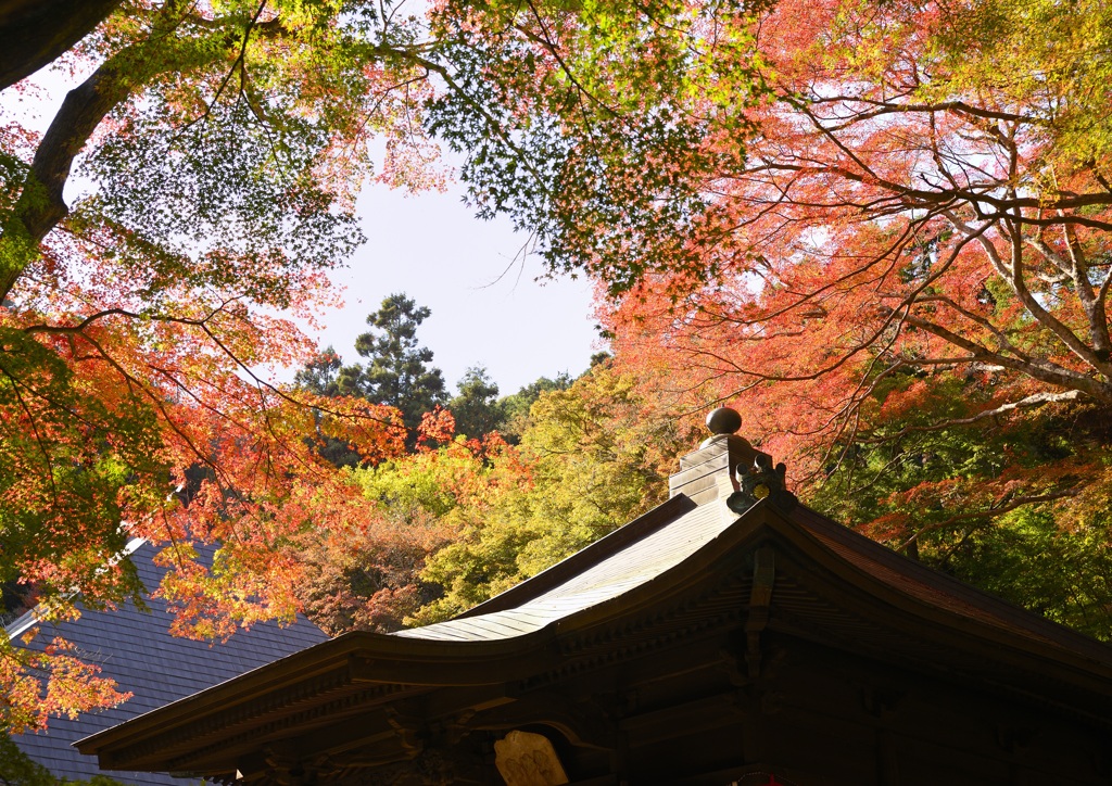 普門寺の紅葉