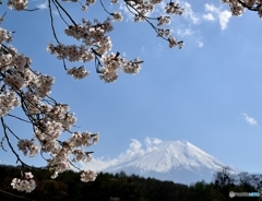 桜・富士