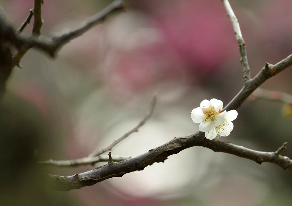 pretty flower