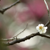 pretty flower