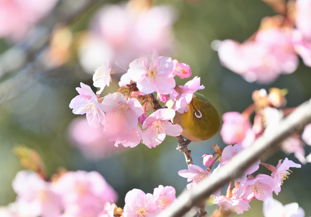 春が来たかなぁ