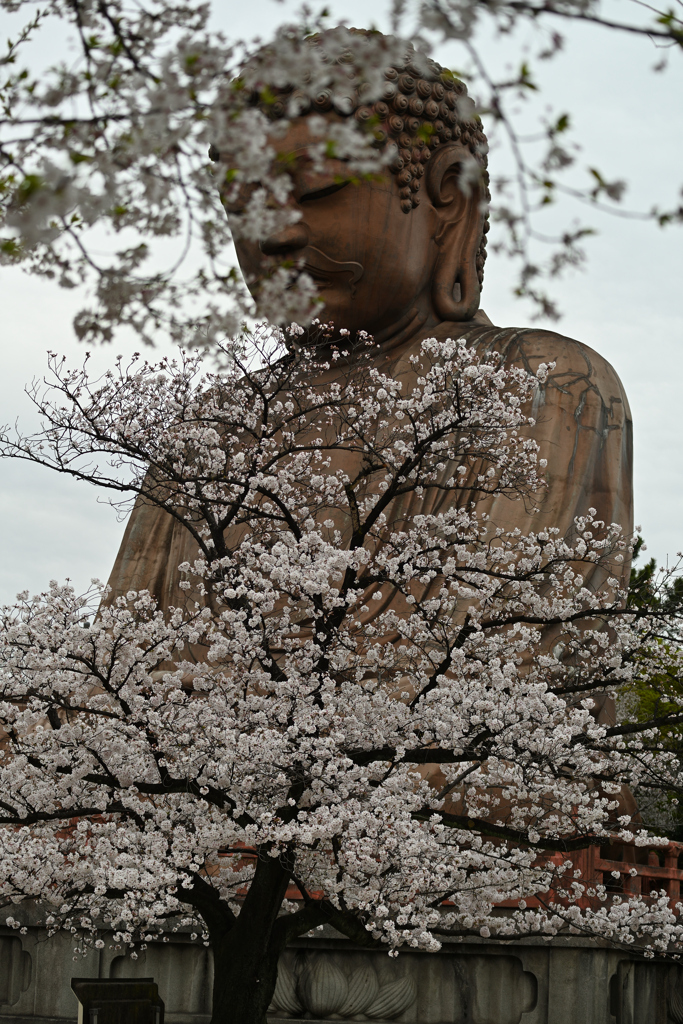 大仏様も満足そう