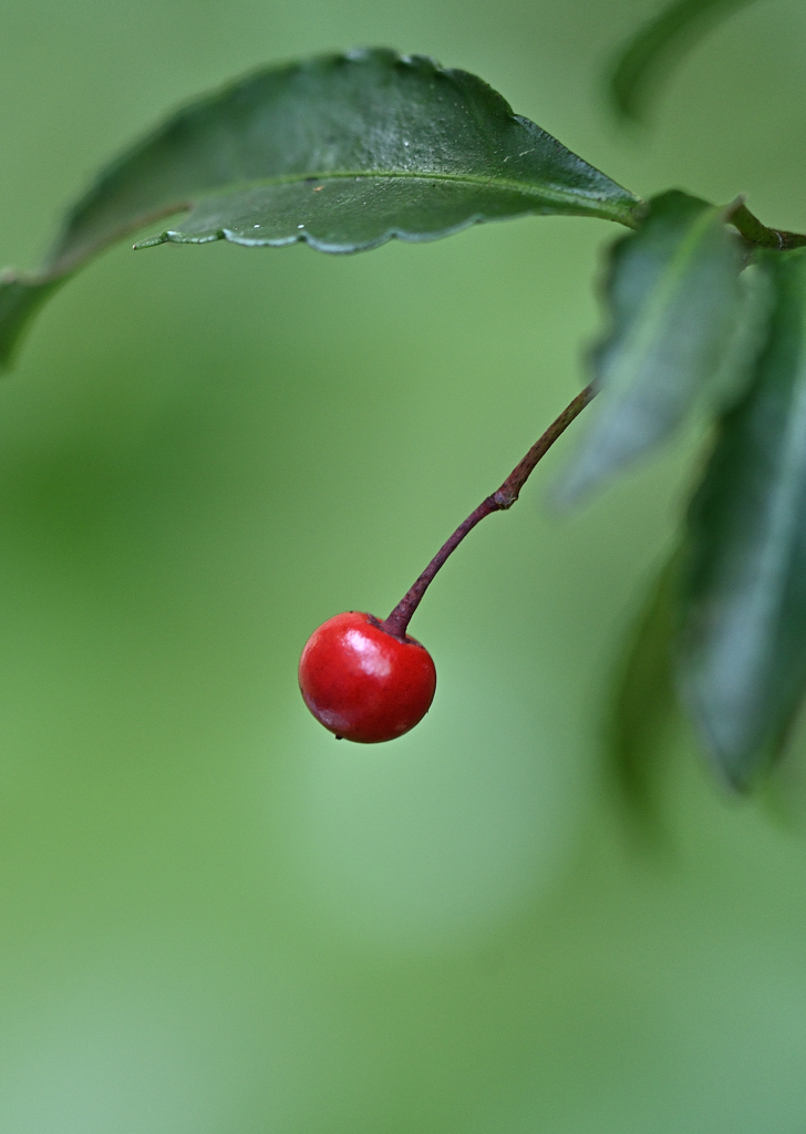 紅一点