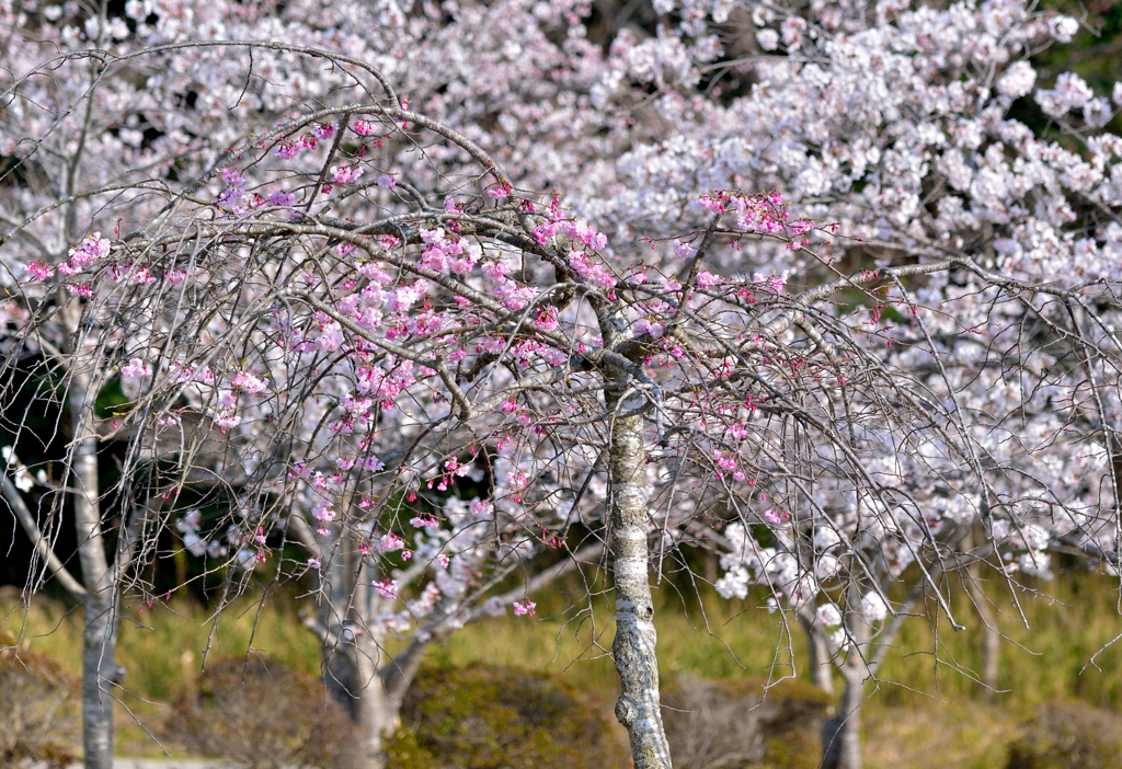 花の宴