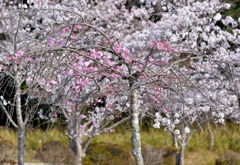 花の宴
