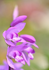 紫蘭咲く❷