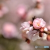 桃色吐息