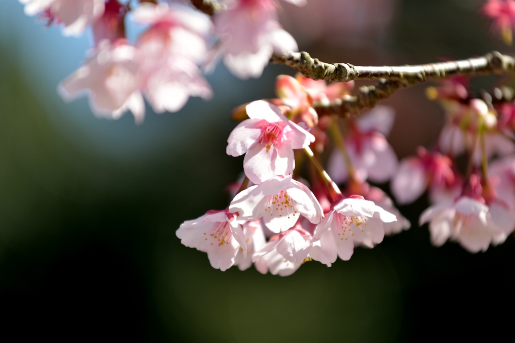 together of cherry