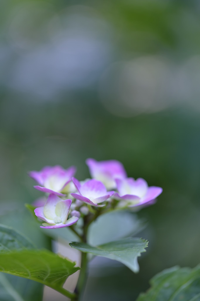 雨を待つ