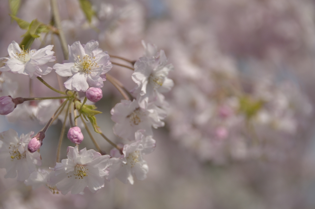 朧桜