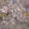 朧桜