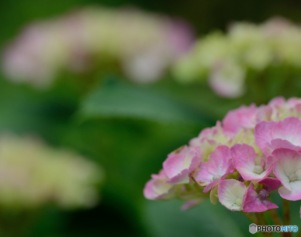 紫陽花の囁き