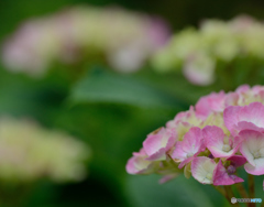 紫陽花の囁き