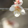 春・膨らむ