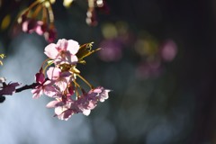 桜咲く　Ⅰ