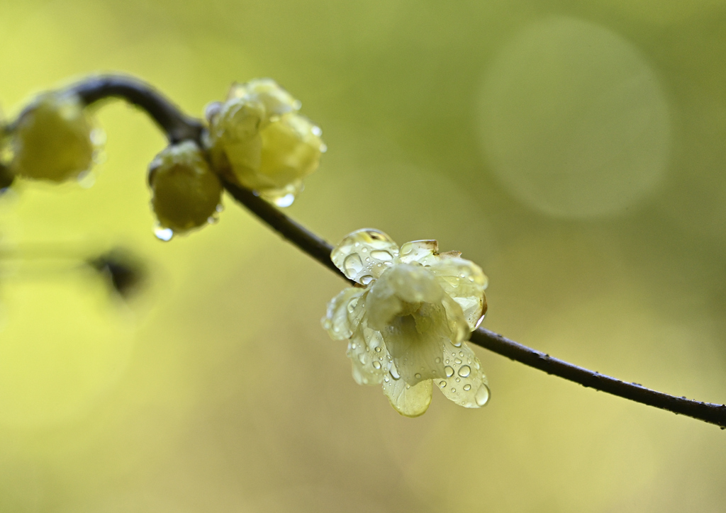 雨上がりの灯り②