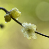 雨上がりの灯り②