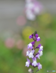 名も知らぬ草花　Ⅱ