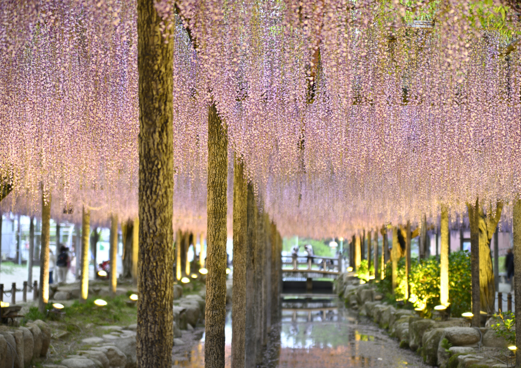 ふじ棚の煌めき