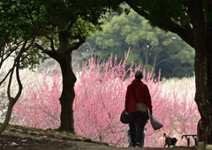 花の散歩道