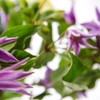 Clematis