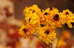 ラナンキュラス ！