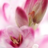 lovely