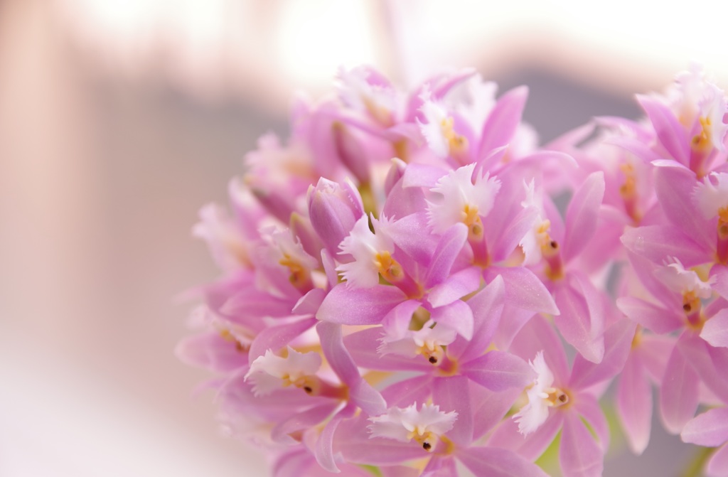 Pink！