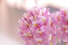 Pink！