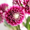 Dahlia!
